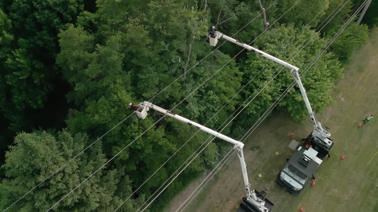 How Our Tree Care Process Works  in  Soperton, GA