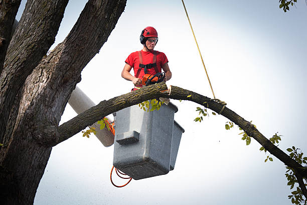 Trusted Soperton, GA Tree Services Experts